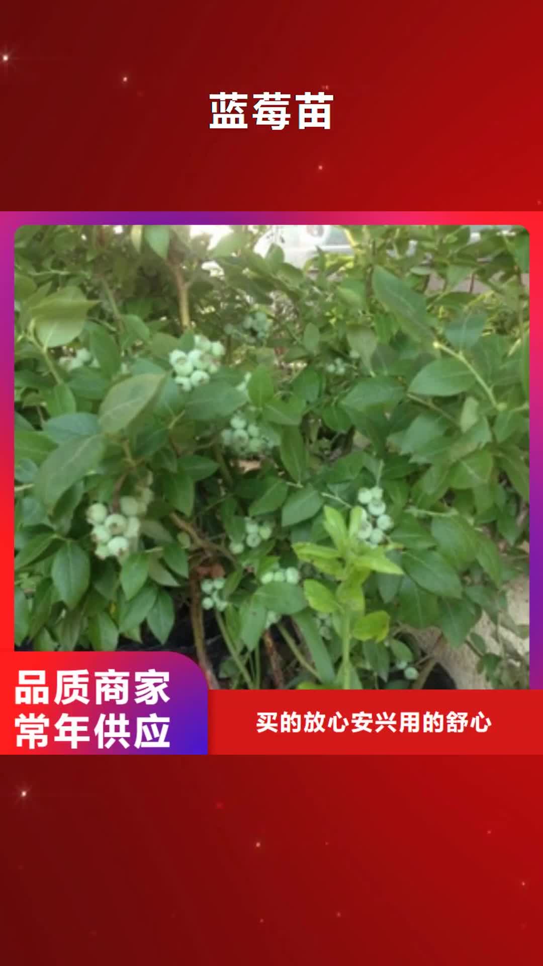 黑龙江【蓝莓苗】,占地果树精工制作