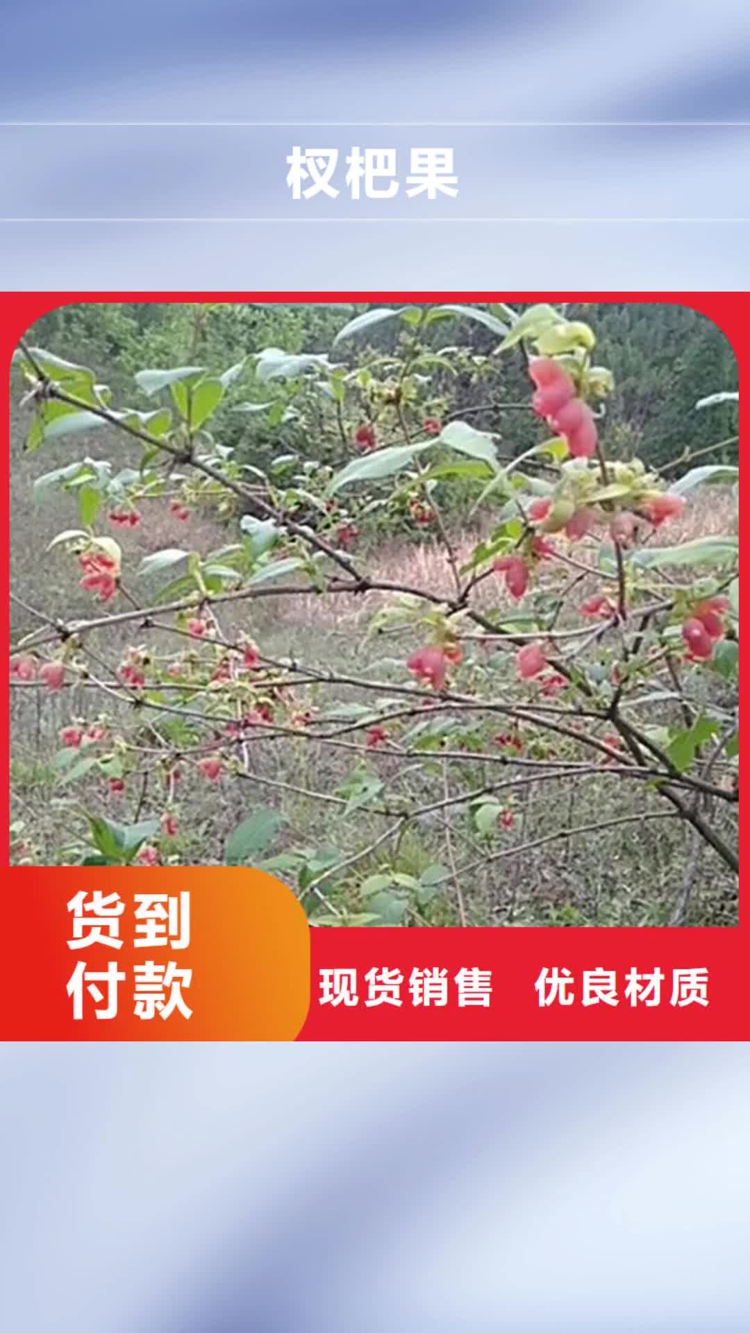 【宜昌 杈杷果,无花果苗专业供货品质管控】