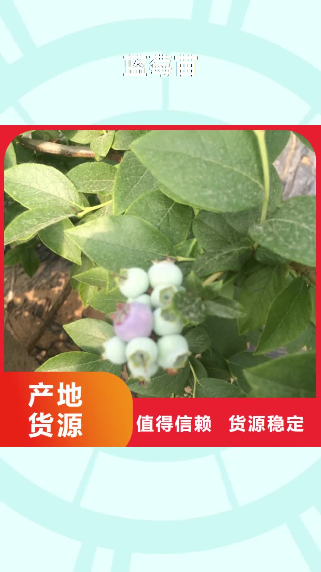 益阳【蓝莓苗】,杏树苗制造生产销售