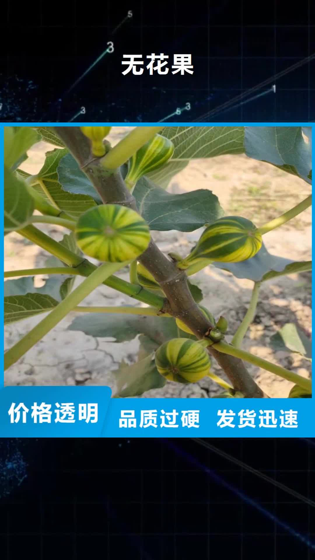 龙岩 无花果 【苹果苗】买的放心安兴用的舒心