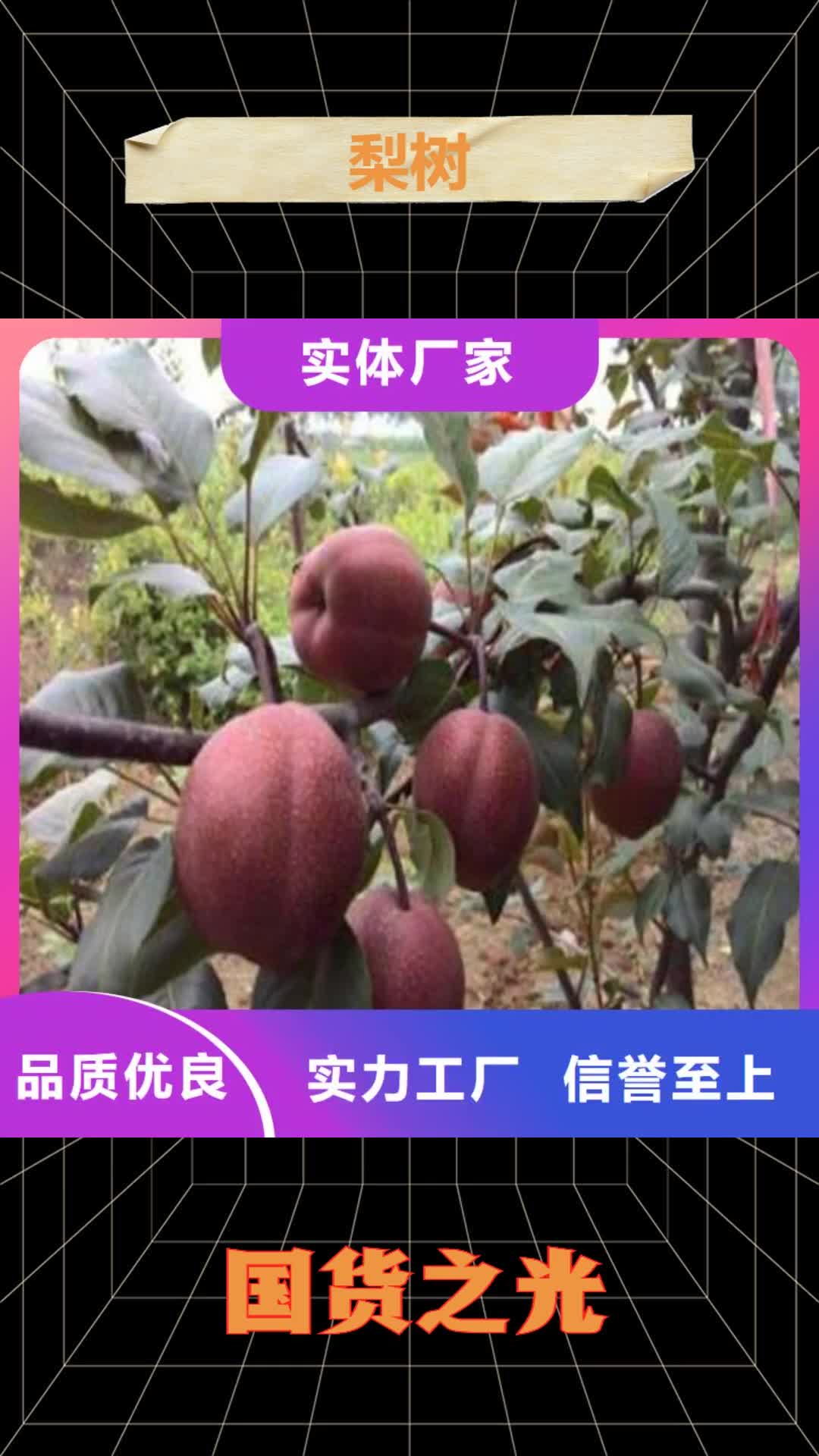 温州 梨树 【苹果苗】价格低