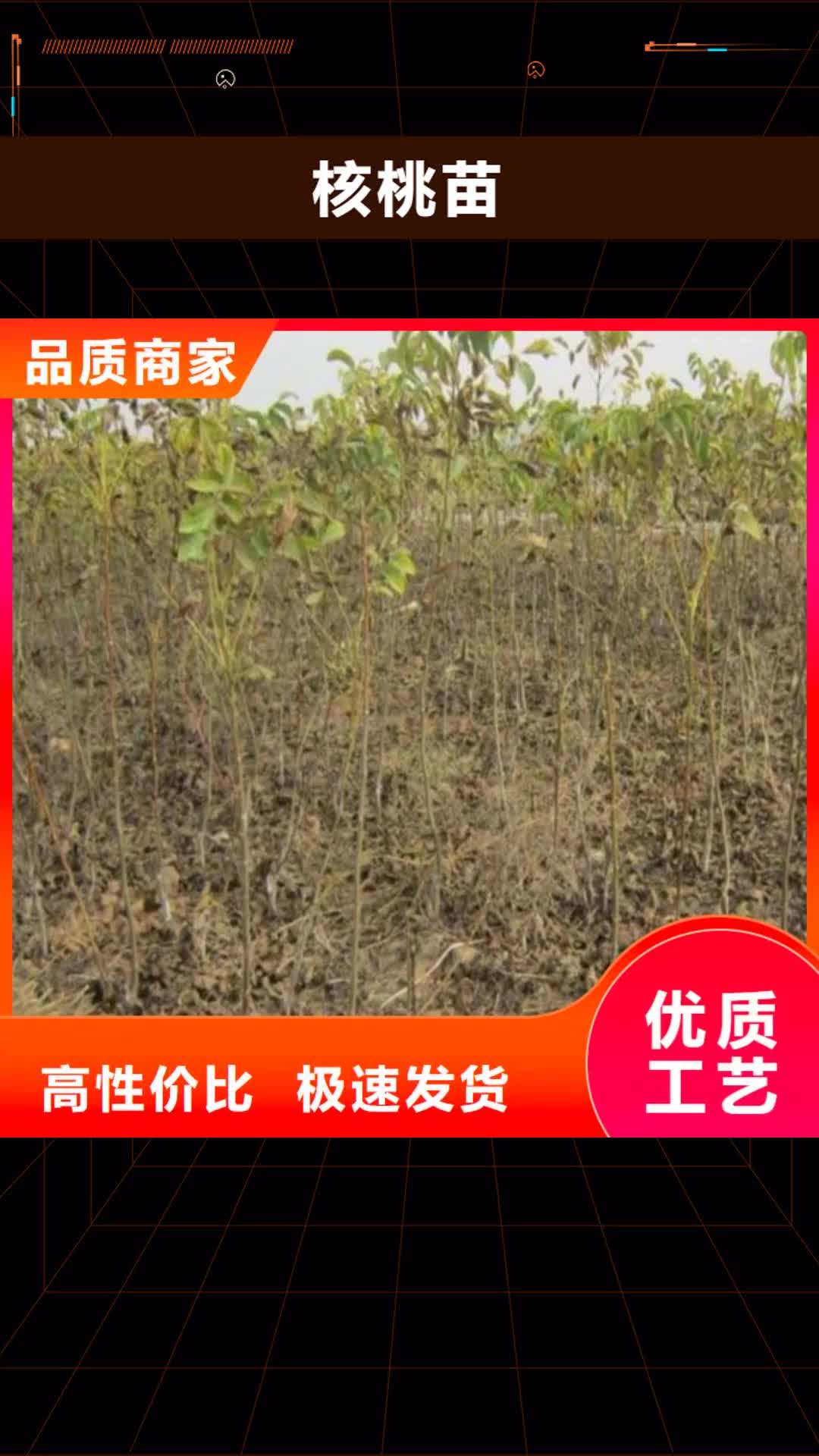 阜阳【核桃苗】,葡萄苗多种场景适用