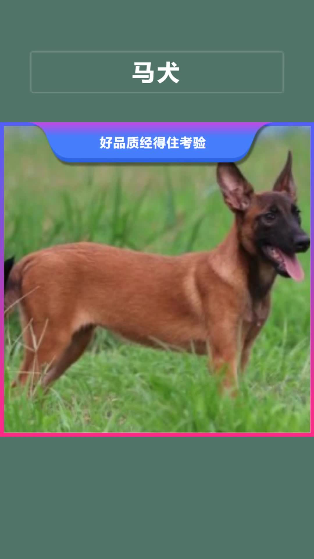 呼伦贝尔【马犬】卡斯罗犬货源直供