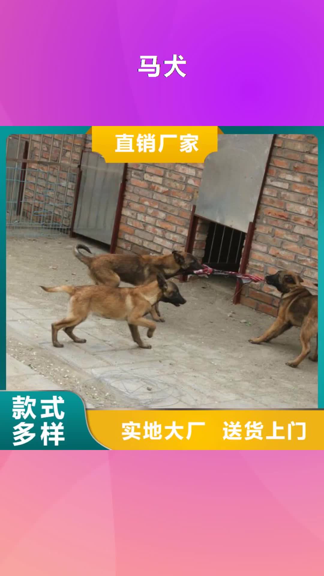 濮阳【马犬】罗威纳犬满足多种行业需求