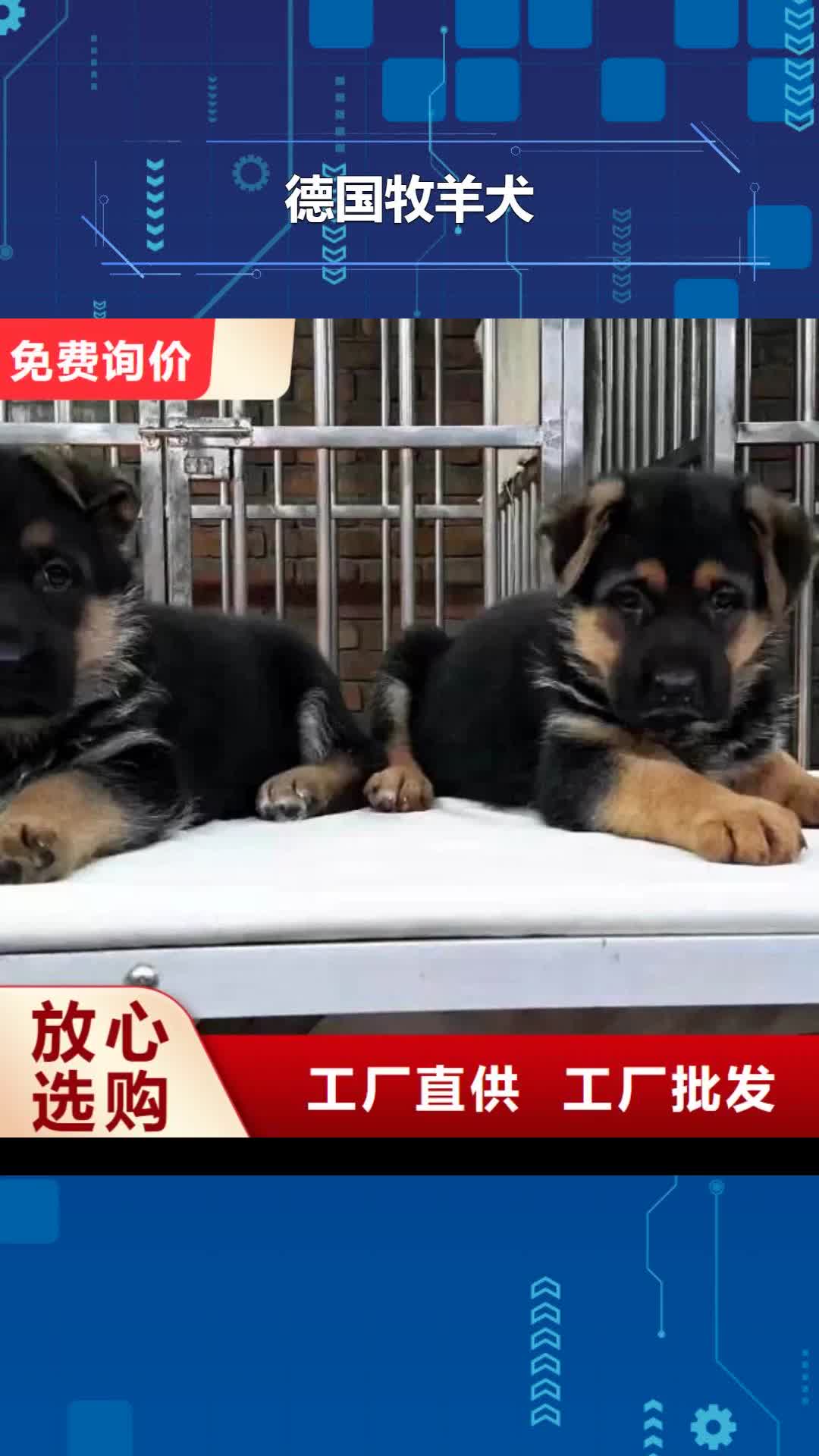 【濮阳 德国牧羊犬_罗威纳犬厂家直销直供】